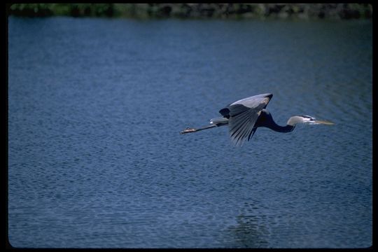 Image of Great Blue Heron