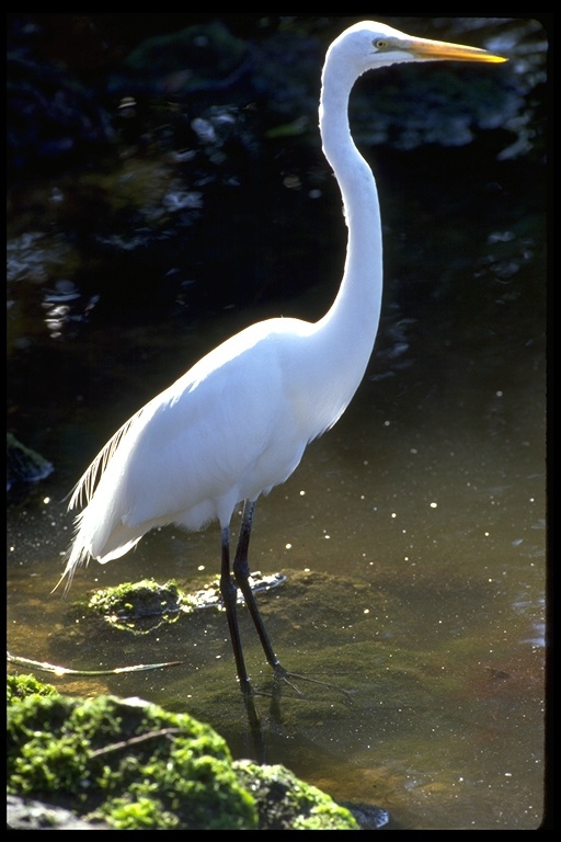 Image of Great Egret