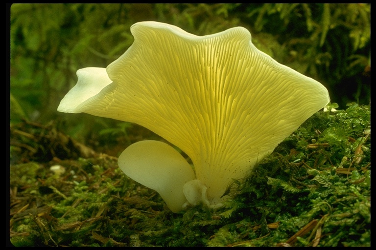 Image of Pleurotus ostreatus (Jacq.) P. Kumm. 1871