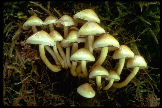 صورة Hypholoma fasciculare (Huds.) P. Kumm. 1871