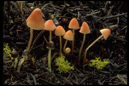 Image of Mycena haematopus (Pers.) P. Kumm. 1871