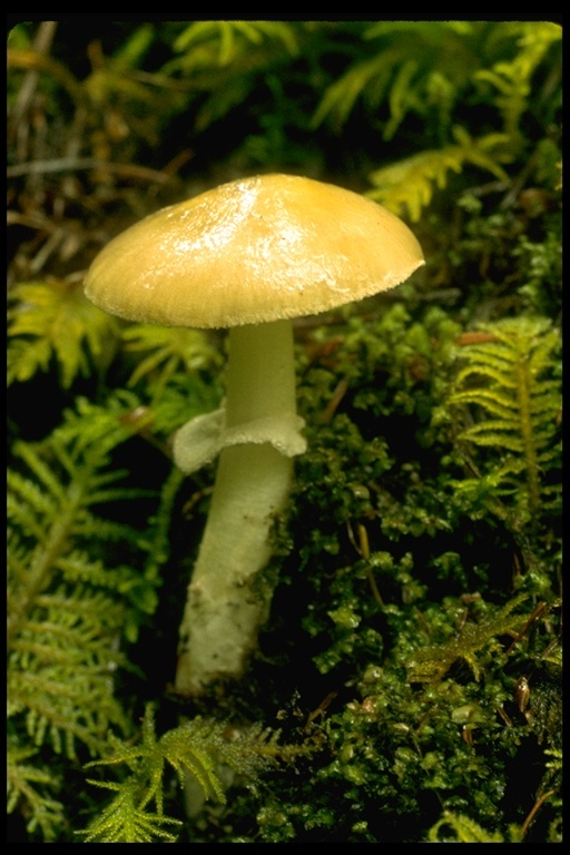 Image of Amanita