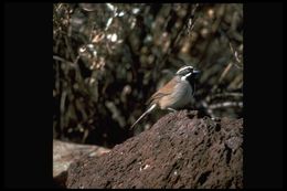 Amphispiza bilineata (Cassin 1850) resmi