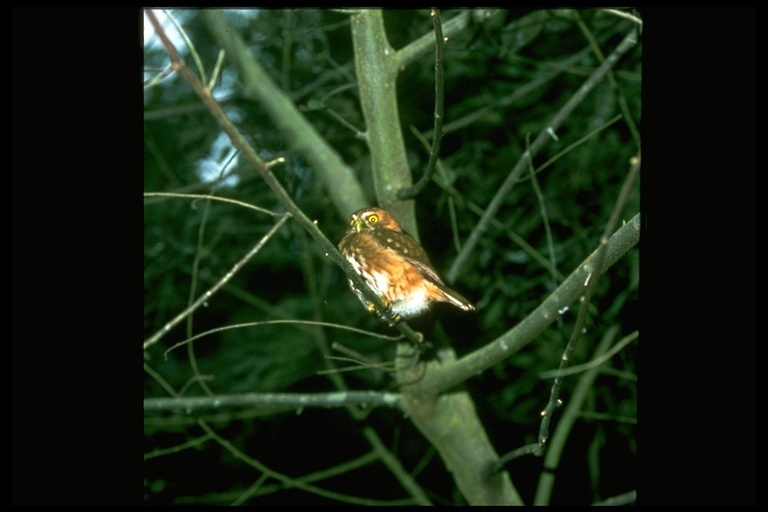 Image of Ferruginous Pygmy Owl