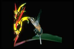 Image of Long-tailed Hermit