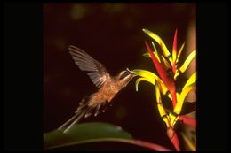 Image of Long-tailed Hermit