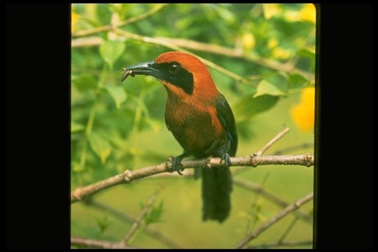 Image of Rufous-capped Motmot