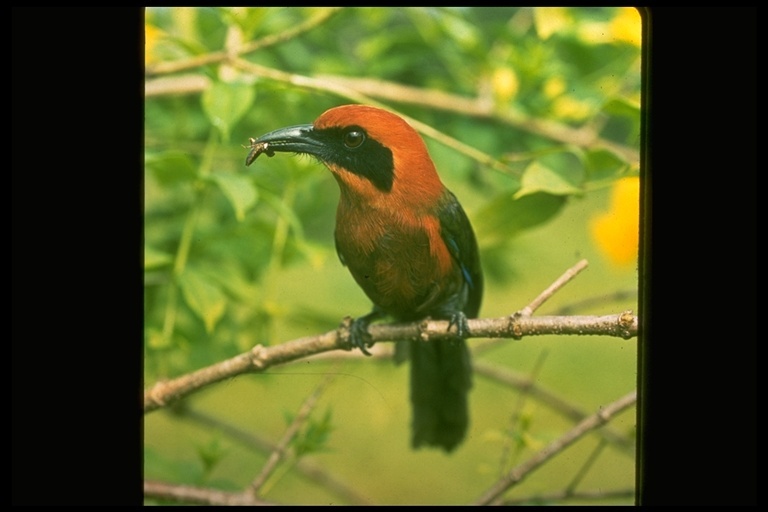 Baryphthengus ruficapillus (Vieillot 1818) resmi