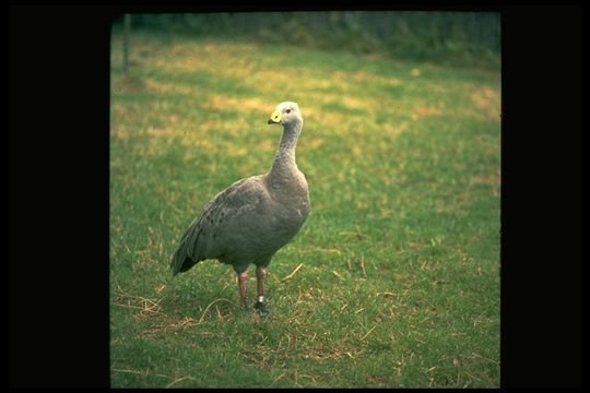 Image of Cape Barren Goose