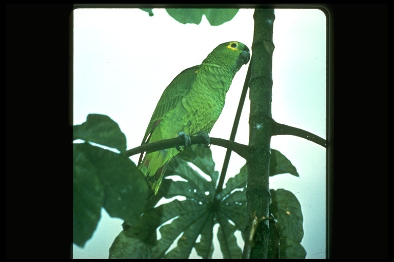 Image of Yellow-crowned Parrot, Yellow-crowned Amazon