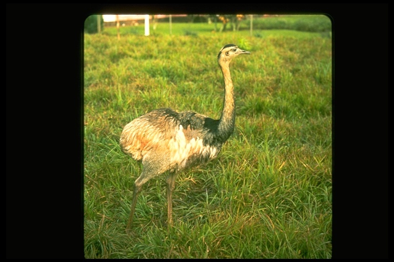 Image of Common Rhea