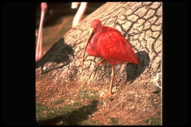 Image of Scarlet Ibis