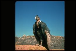 Слика од Vultur gryphus Linnaeus 1758