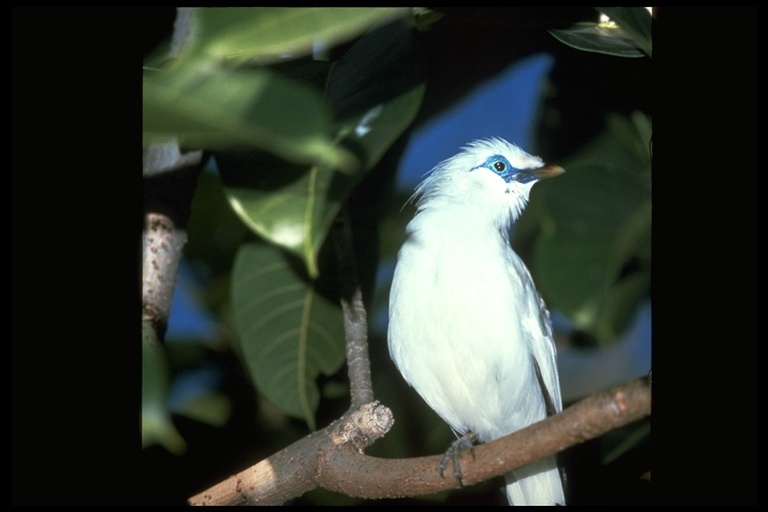 Image of Bali Myna