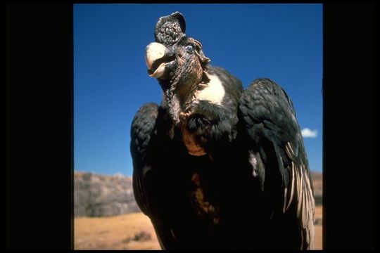 Image of Andean Condor