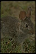 Image of eastern cottontail