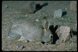 Image of Audubon's Cottontail