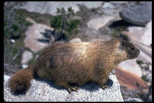 Image of Yellow-bellied Marmot