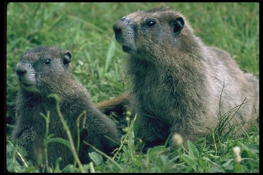 Image of Hoary Marmot