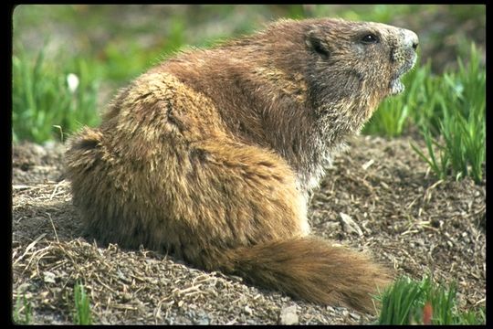 Image of Olympic Marmot