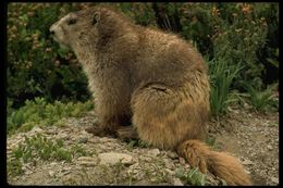Image of Olympic Marmot