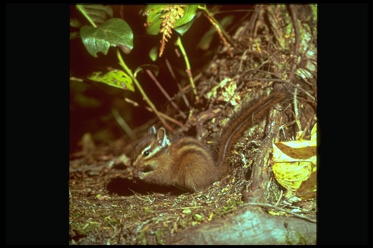 Image of Townsend’s Chipmunk