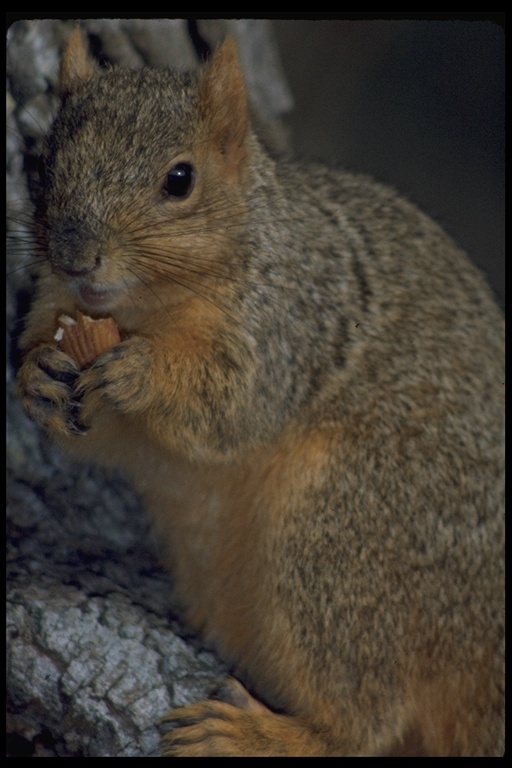 Image of Eastern Fox Squirrel