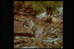 Image of Belding's ground squirrel