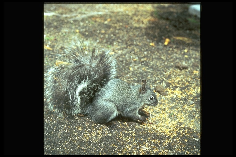Image of Western Gray Squirrel