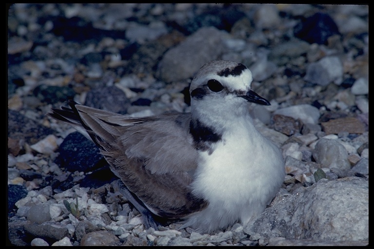 Слика од Charadrius nivosus (Cassin 1858)