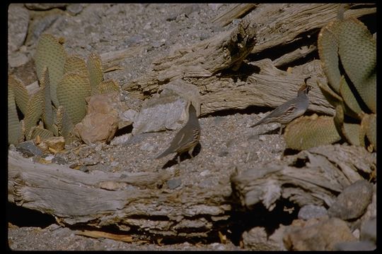 Image of Gambel's Quail