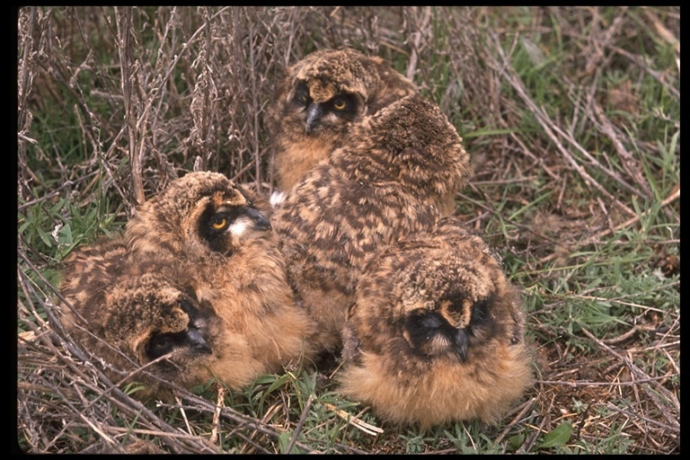 Image of Short-eared Owl