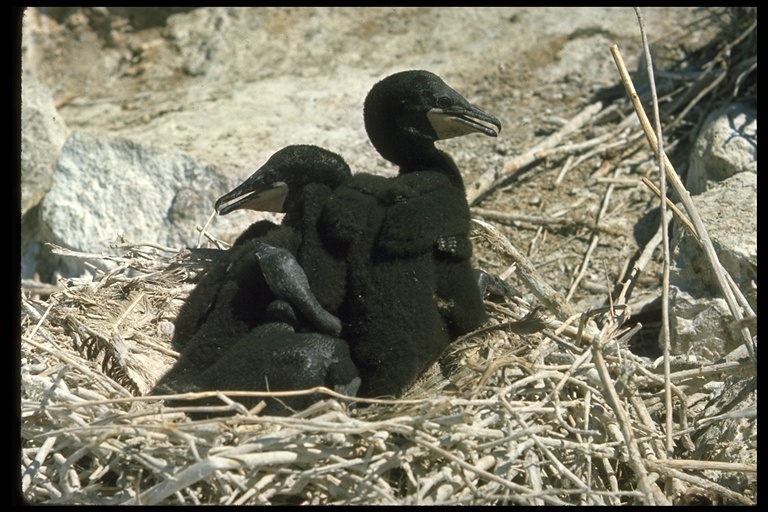 Image of Double-crested Cormorant