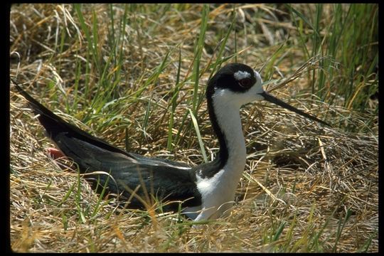 Image of Black-necked Stilt