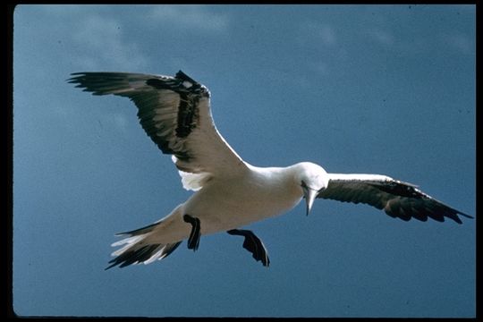 Image of Gannet