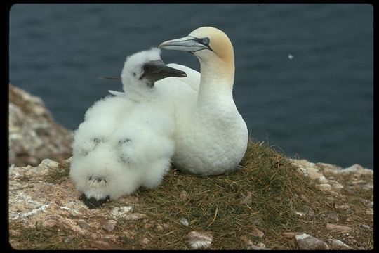 Image of Gannet