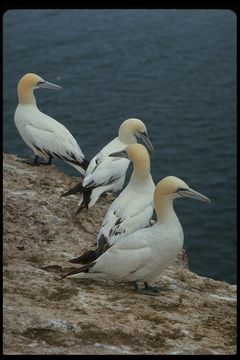 Image of Gannet