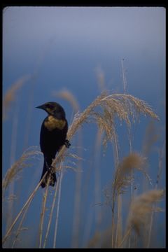 Image of Yellow-headed Blackbird