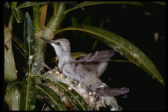 Image of Black-chinned Hummingbird