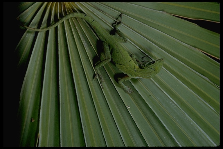 Image of American Anole