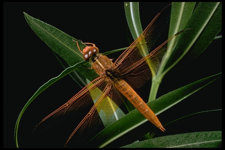 Image of Flame Skimmer