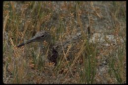 Image of Willet