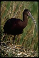 Image de Ibis à face blanche