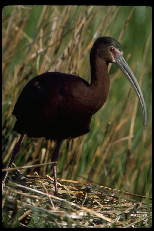 Image de Ibis à face blanche