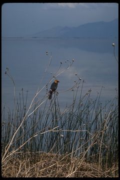 Image of Yellow-headed Blackbird