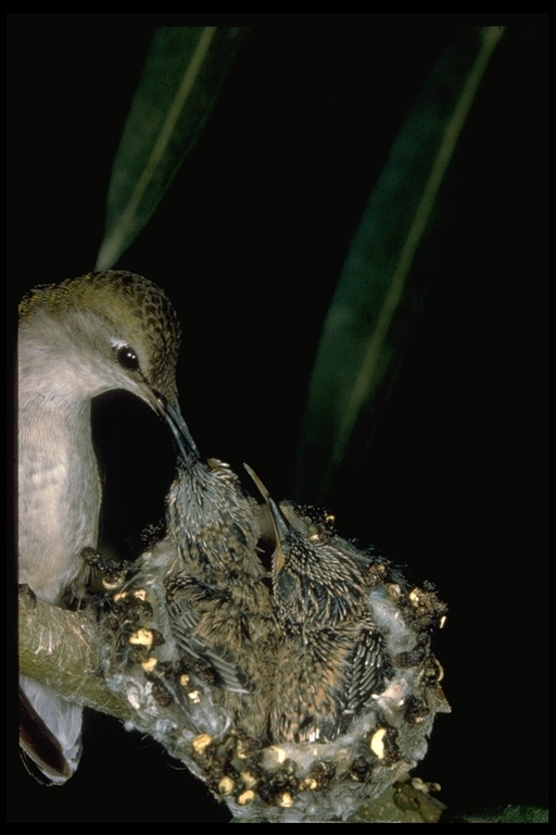 Image of Costa's Hummingbird