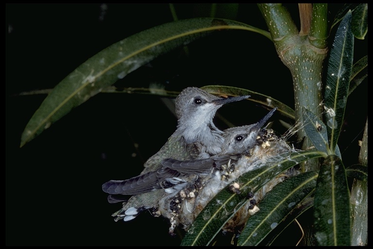 Image of Costa's Hummingbird