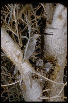 Imagem de Calypte costae (Bourcier 1839)