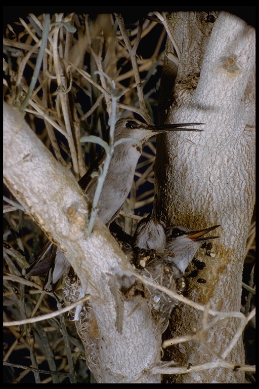 Image of Costa's Hummingbird