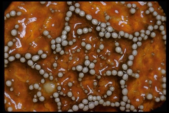 Image of ochre sea star